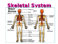 6 Skeletal Anatomy print.ppt